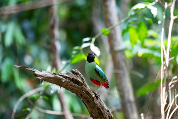 Hooded pitta