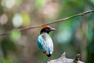 Hooded pitta