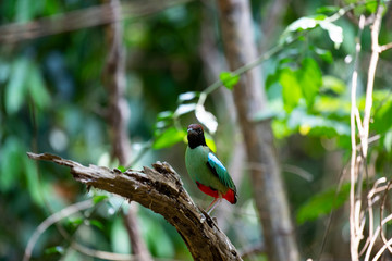 Hooded pitta