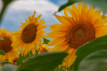 sunflower in field