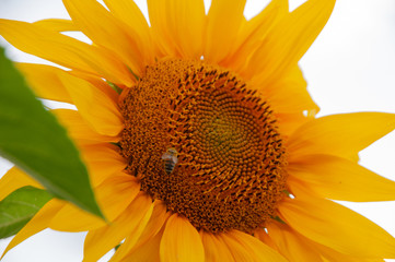 sunflower and bee