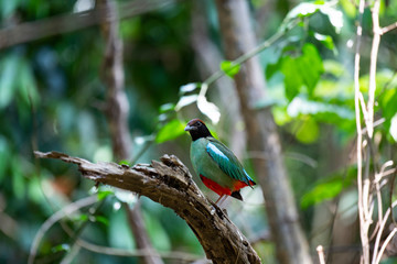 Hooded pitta