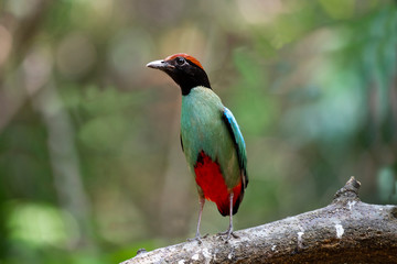 Hooded pitta