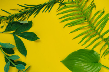 Fototapeta na wymiar some exotic fresh green leaves on yellow backgrdoung, summer nature concept decoration