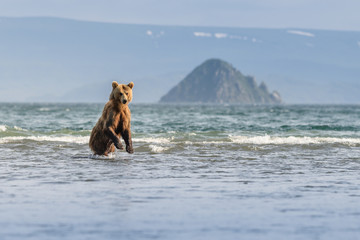 Ruling the landscape, brown bears of Kamchatka (Ursus arctos beringianus)