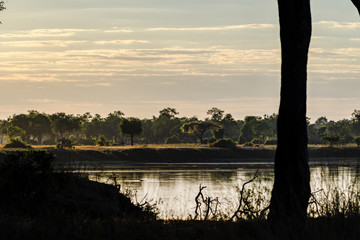 Morgensafari
