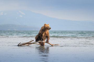 Ruling the landscape, brown bears of Kamchatka (Ursus arctos beringianus)