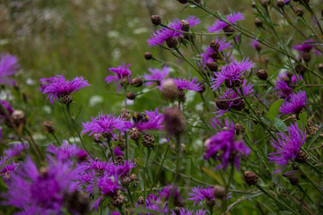 Wild meadow cornflower and bumblebee close up