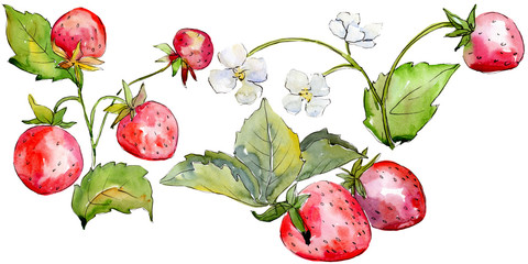 Strawberry healthy food in a watercolor style isolated. Watercolour background set. Isolated berry illustration element.