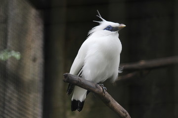 Bali Starling