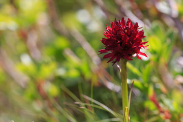 Nigritella also known as Gymnadenia
