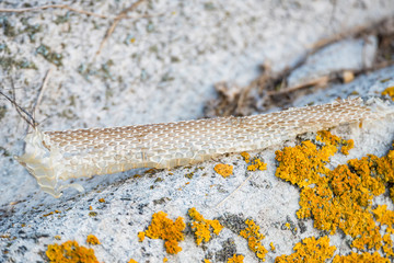Snake molt on stone close up image