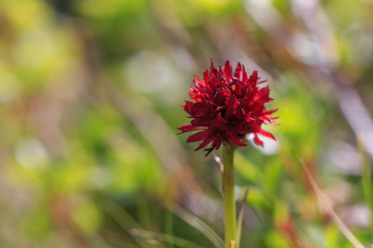 Nigritella also known as Gymnadenia