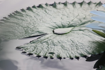 Obraz premium wide leaf of lotus flower