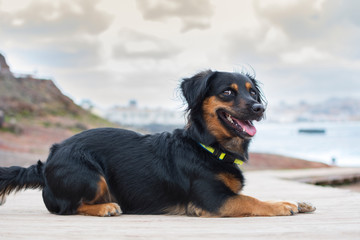 Portrait of a very funny dog ​​sitting on the beach avenue happily.