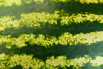 Striped peel of ripe watermelon. Watermelon peel ka background in full screen
