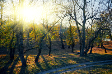 Autumn forest - beautiful wild landscape, bright sunlight and shadows at sunset, golden fallen leaves and branches, nature and season details.