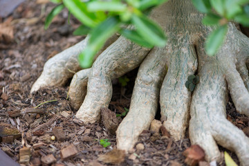 Adenuim or desert rose roots