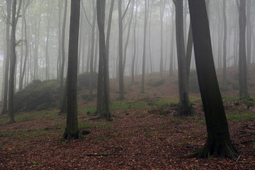 Misty morning in old beech forest