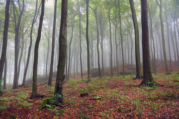 Misty morning in old beech forest