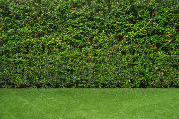 Green tree wall for closeup textured background pattern. Plant texture.