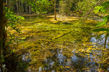 Emerald Pool (Sra Morakot) in Krabi province, Thailand. Beautiful nature scene of crystal clear blue water in tropical rainforest.