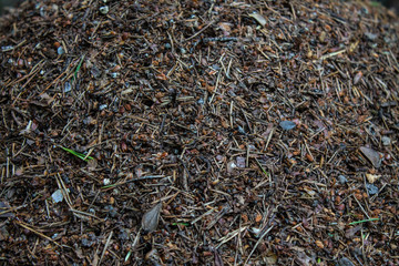 Fototapeta premium Large ant hill in the forest close-up