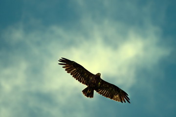 Eagel.Flying high in the blue sky.Hunting