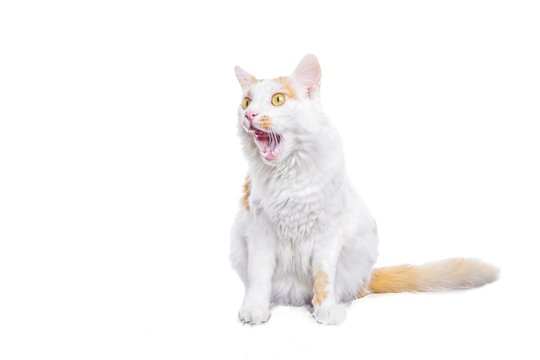 Funny tabby cat sitting and licking lips. Horizontali image isolated on white background.	
