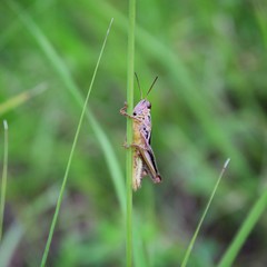 Stranded Grasshopper