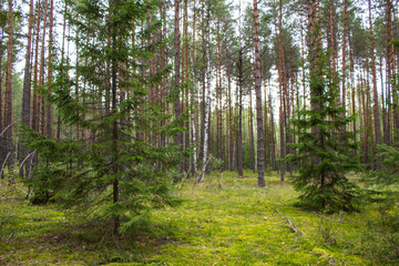 Mixed forest with coniferous and deciduous trees in the Vladimir region in Russia on a cloudy summer day