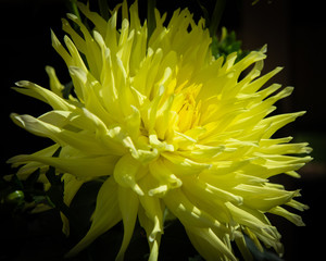 closeup of yellow dahlia flower