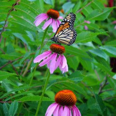 Fototapeta premium Monarch on Flower