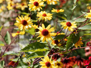 Heliopsis helianthoides - Faux-hélianthe ou faux-tournesol