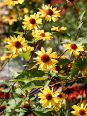Heliopsis helianthoides | Héliopsis rugueuse ou faux-hélianthe aux pétales simples jaune or et orange avec un disque central bombé et marron rouge sur de hautes tiges rougeâtre
