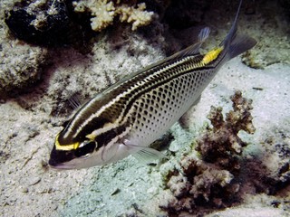 Arabian Threadfin Bream (Scolopsis ghanam)