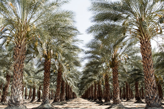 Date Trees in the desert