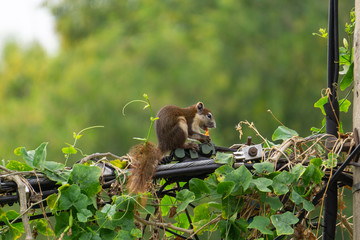 The hoist is looking for food on the power line.