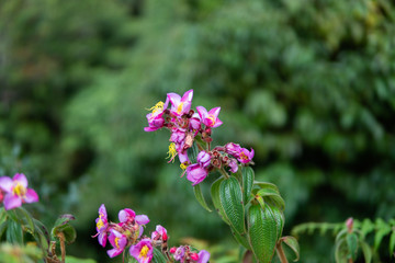 Pink wild flowers are in the forest.