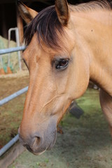 Obraz premium Pferde Kopf 