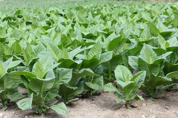 Naklejka premium Tobacco plants in a field