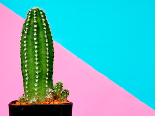 Drought-resistant cactus plant on a blue background