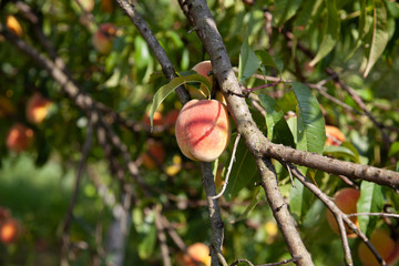 tree branches with the fruit of ripe peach flavored