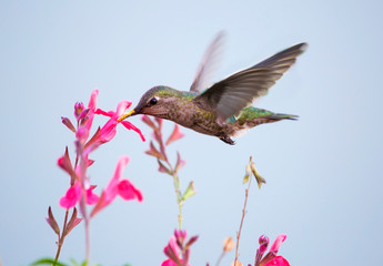 Hummingbird.  It is the smallest bird on the globe. This is one of the most beautiful creations of nature. It is called "Topaz Hummingbird", "emerald neck"," flying amethyst" and "fire Topaz". © galina_savina