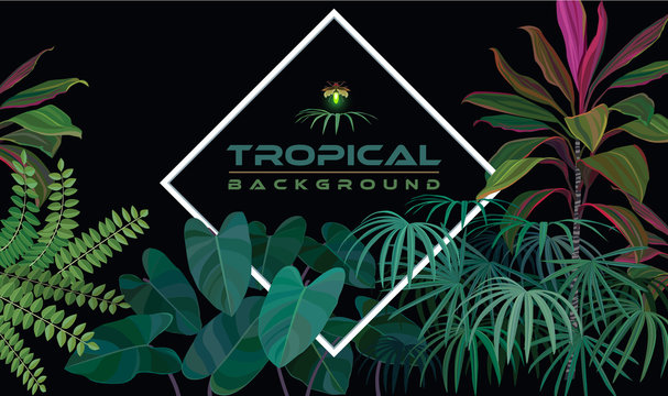 Tropical night forest with green plants and dark background.