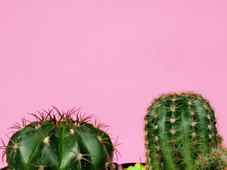 Drought-resistant cactus plant on a pink background