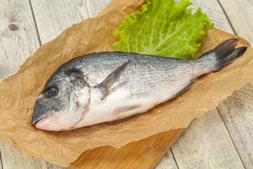 Raw Dorada fish  for cooking