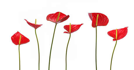 Fleurs d'Anthurium rouge	
