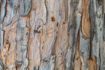 Closeup Tree Bark Texture Background	