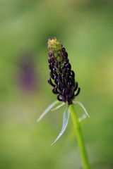 Dark Rampion or Phyteuma ovatum or Black Rampion plant